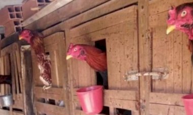 Preso suspeito de criar 44 galos para promover rinhas em casa, em Itaberaí - Goiás
