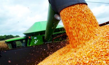 Seca atrapalha milho, ameaça lucro de produtores e deixa carne, ovos e leite mais caros
