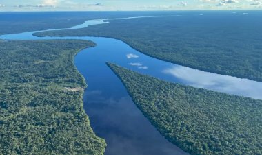 Transformação ecológica em larga escala ameaça Amazônia, diz painel global