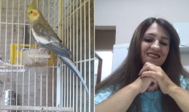 Moradora de Ceres está desesperada por animal de estimação e adestrado que fugiu de mudança