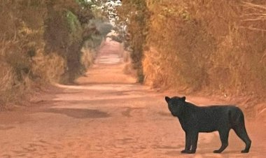 Onça-preta é vista na divisa entre Mato Grosso e Goiás, veja o vídeo