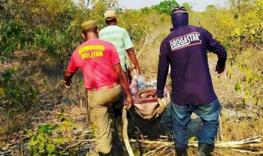 Em Goiás: Mulher se perde em mata após sair para colher pequi