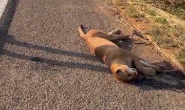 Onça é encontrada morta às margens BR-153 em Jaraguá após atropelamento