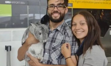 Após confusão em aeroporto de SP, passageiro consegue embarcar coelho em voo internacional para Dublin