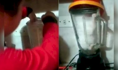Mãe impede que filho bata gato no liquidificador