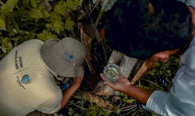 Goiás teve morte e explosão de casos de chikungunya em 2021