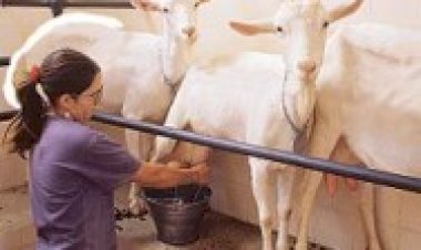 Leite de cabra: um dos alimentos mais saudáveis para consumo humano