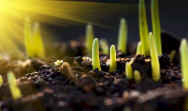 As plantas conversam entre si: isso não é ficção, é ciência