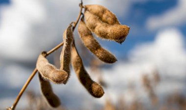 Excesso de chuvas em Mato Grosso limita avanço da colheita de soja do Brasil
