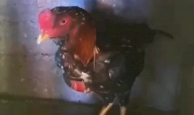 Ao procurar por acusado de homicídio, PM encontra Rinha de Galo em Jaraguá