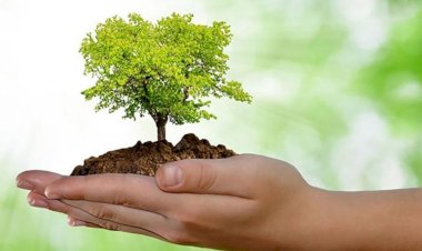 Prefeitura de Ceres, por meio da secretaria de meio ambiente faz manutenção e reposição de mudas em avenidas e ruas da cidade