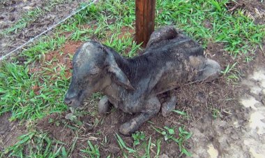 Bezerros são resgatados de maus-tratos e polícia suspeita que animais eram usados para aplicar golpes financeiros