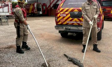 Bombeiros retiram 59 jacarés de lagoa em Porangatu