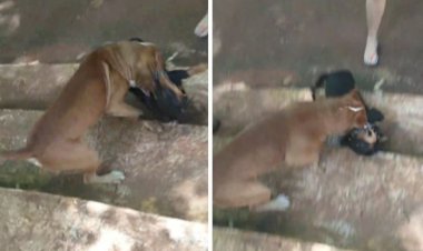 Cachorro morre ao ser atacado por outro cão, em rua de Ceres;