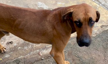 Em Goiás: Homem é preso pela segunda vez por maus-tratos contra animais