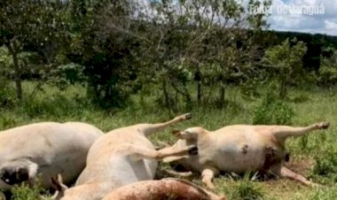 Em Goiás: Cabo de energia elétrica se rompe e mata dez vacas prenhas e três bezerros