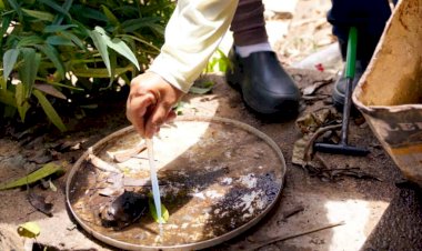 Com dois casos de zika vírus em grávidas, Goiás faz alerta para população