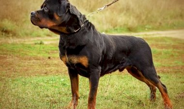Em Goiás: Menino é internado em estado grave após ser atacado por rottweilers