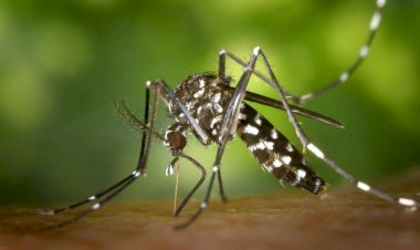 Cepa Cosmopolita: Goiás tem duas mortes confirmadas pela variante da dengue