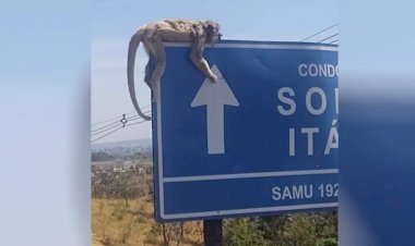 Em Goiás: Macacos são encontrados mortos, e Prefeitura suspeita que eles foram atacados por medo da varíola