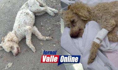 População de Ceres está assustada com tanto acidente de animais na Bernardo Sayão sentindo ponte de Rialma a rotatória da Avenida Goiás