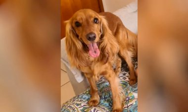 Em Goiás: Homem é suspeito de ter matado cachorro da namorada por ciúmes da relação dela com animal