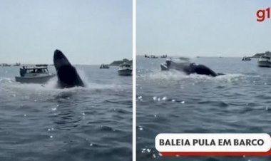 Vídeo: baleia jubarte salta e cai em cima de barco nos EUA