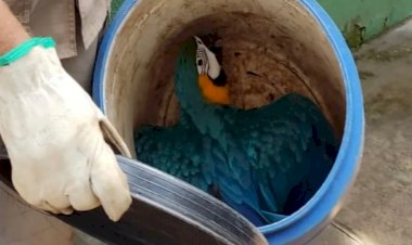 Arara canindé é resgatada pelos bombeiros após ser encontrada em estacionamento de hotel, em Goianésia