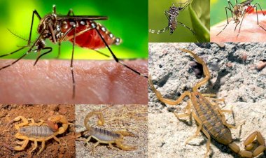 Prefeitura de Ceres alerta: Período de chuvas tem maior incidência de Dengue e Escorpião