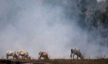 Como o veto europeu a produtos ligados ao desmatamento pode afetar a soja e a carne bovina do Brasil