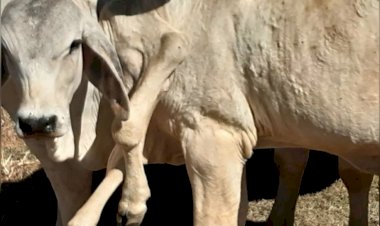 Bezerro nasce com seis patas em Goiás e recebe o nome de ''Gambiarra''