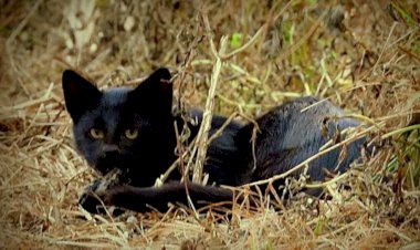 Espécie rara de gato é vista no Parque das Emas, em Goiás