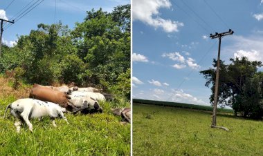 Cabo de energia se rompe e mata dez cabeças de gado em Goiás, diz fazendeiro