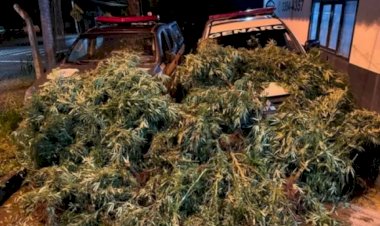 Em Goiás: Polícia Civil prende suspeito de plantar 100 pés de maconha