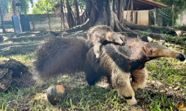 Público conhece filhote de tamanduá que nasceu no Zoológico de Goiânia