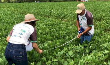 Soja: Agronegócio em Goiás pode ter novo prejuízo com grãos em 2024; entenda