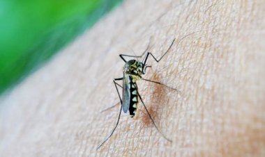 Brasil bate 1 milhão de casos de dengue em 2024 com apenas dois meses