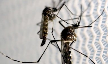 Anápolis lidera o número de mortes por dengue em Goiás com 11 registros