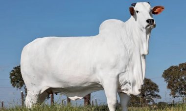 Vaca de Goiás é considerada a mais cara do mundo