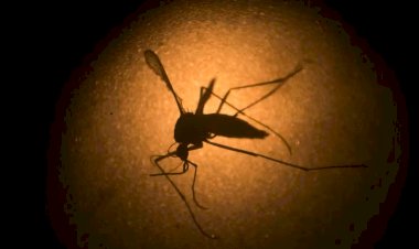 Brasil bate recorde histórico de mortes por dengue