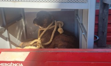 Em Goiás: Pit bull que feriu menina em escola tentou atacar outros dois alunos