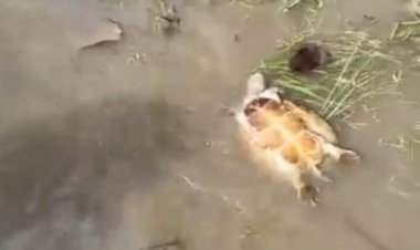 Autoridades investigam morte de tartarugas em lago do Araguaia