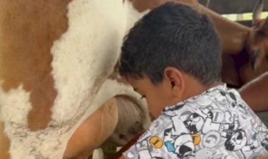 ‘Peão bruto’: menino de 4 anos encanta ao tirar leite de vaca em Goiás