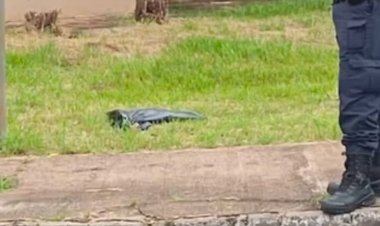 Recém-nascido é encontrado morto dentro de saco plástico em Aparecida de Goiânia