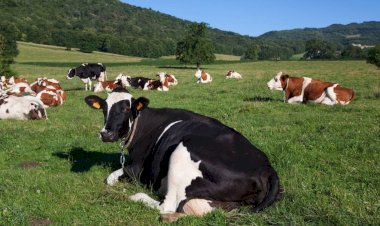 Agricultor é acusado de violentar a enteada e estuprar a esposa, vacas e bezerros