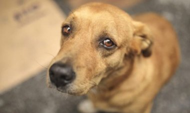 Policial é suspeito de envenenar cachorros no complexo de delegacias de Goiânia