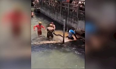 Sucuri de cinco metros é resgatada em piscina de resort de Rio Quente