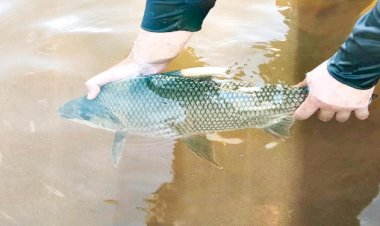 Pesquisa detecta substância tóxica em peixes capturados em córrego de Goiás