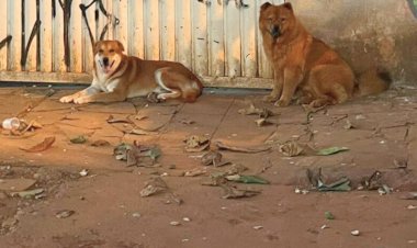 Cães sem coleira no setor Sul: mais de 40 gatos já foram mortos, segundo vizinhos