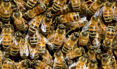 Menino de 9 anos é internado em UTI após ataque de abelhas em Catalão